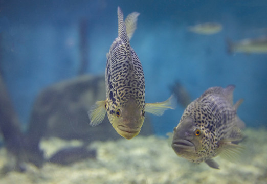 水族馆淡水鱼