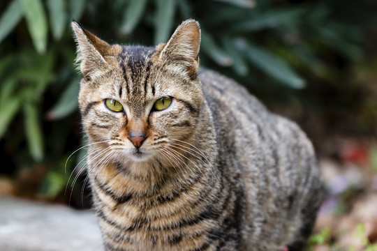 狸花猫的凝视的目光