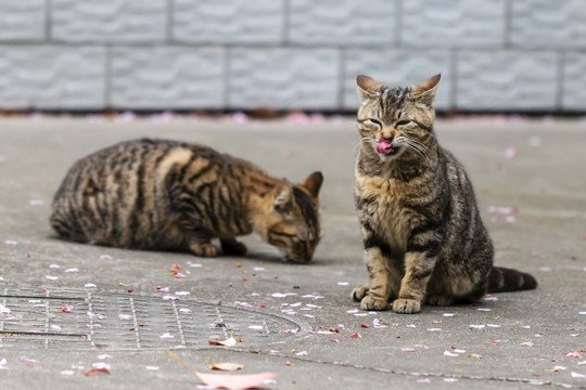 狸花猫卷舌抓拍