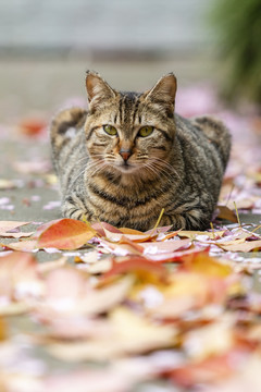 狸花猫在枯叶中卧姿