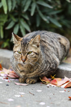 狸花猫警觉的神态