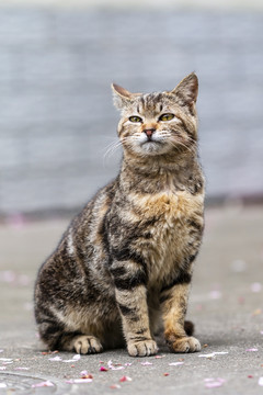 狸花猫的萌态