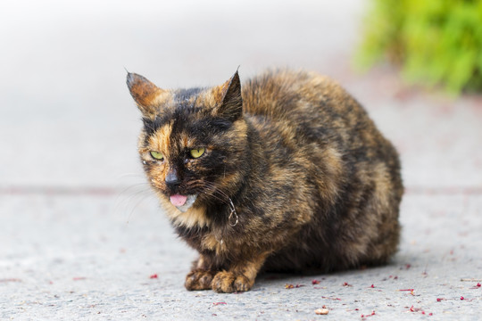 不健康的老年狸花猫