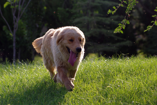 金毛犬