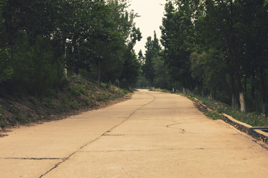 世纪森林公园道路