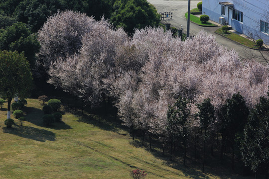 红叶李