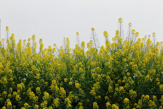 油菜花