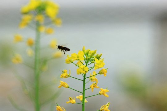 菜花蜜蜂