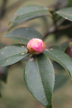 茶花