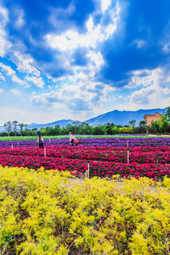 鲜花主题公园