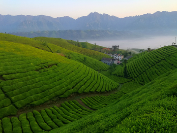 恩施木耳山茶园