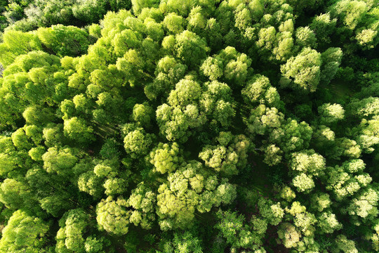 航拍茂密树林风景