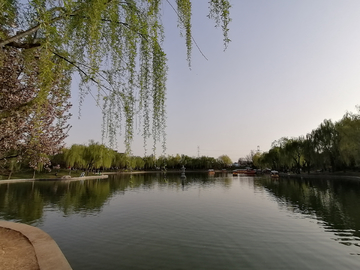 森林公园 湖景 水面 垂柳