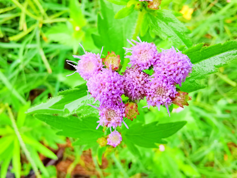 美花风毛菊