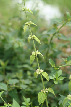 唇形科植物錾菜