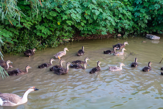 农村池塘边一群鸭子