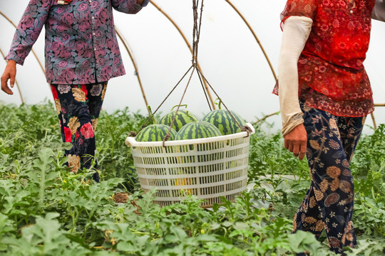 西瓜种植基地