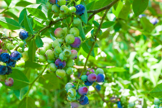 蓝莓种植基地
