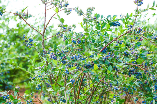 蓝莓果园