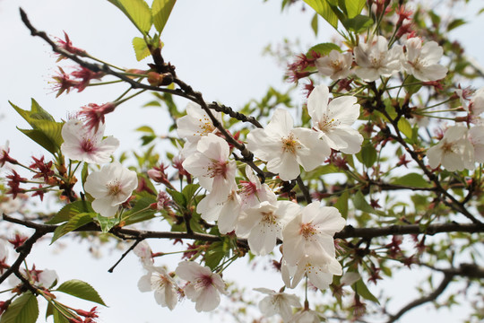 春季枝头盛开樱花花瓣特写