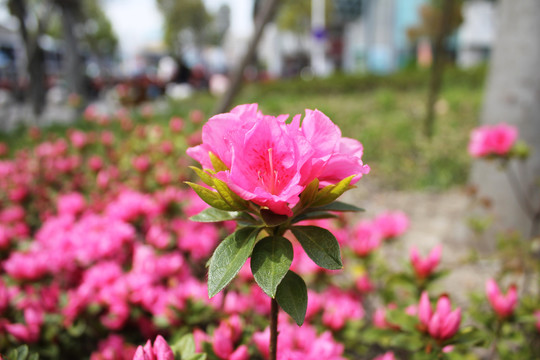 春季粉红色盛开的杜鹃花
