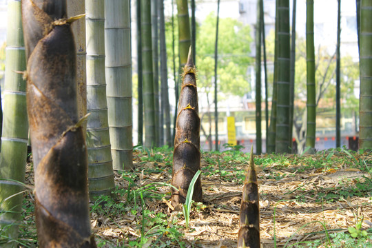 春季破土而出的竹笋