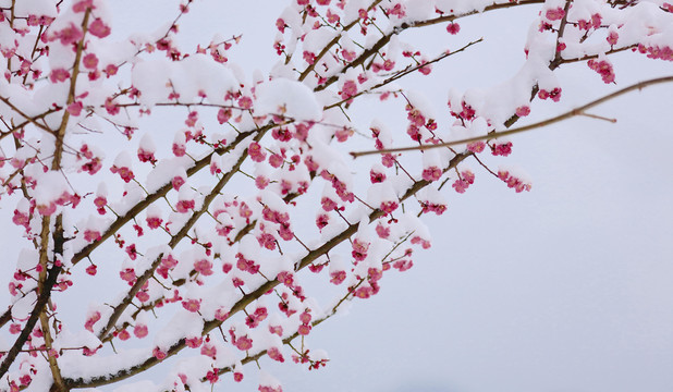 龙王垭雪景A