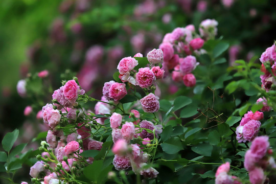 薔薇