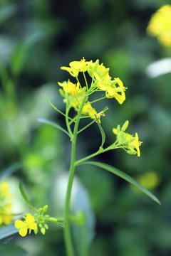 盛开的油菜花