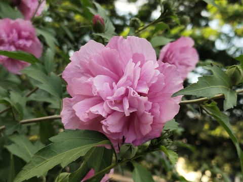 木槿花特写