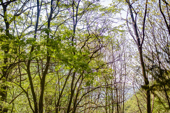 王顺山国家森林公园