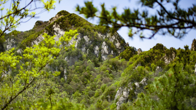 王顺山国家森林公园