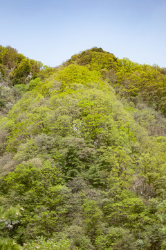 王顺山国家森林公园