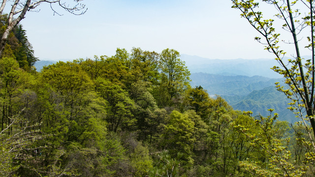 王顺山国家森林公园