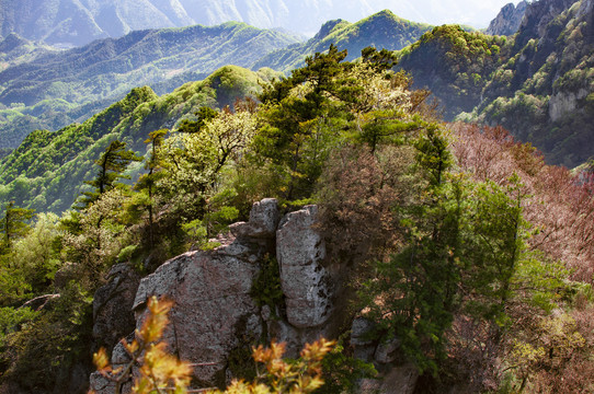 王顺山国家森林公园