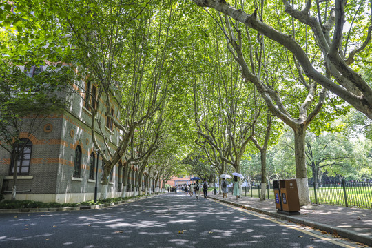 幽静的大学校园道路