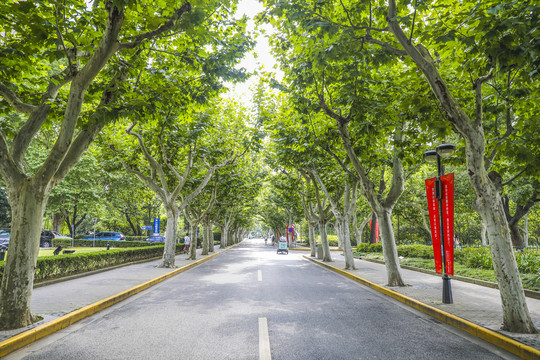 幽静的大学校园道路