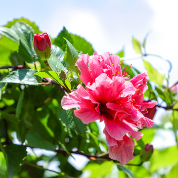 绿叶衬红花夏日扶桑牡丹