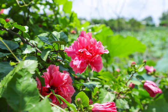 绿叶衬红花夏日朱槿牡丹