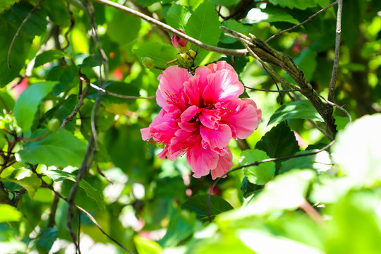 绿叶衬红花夏日扶桑牡丹