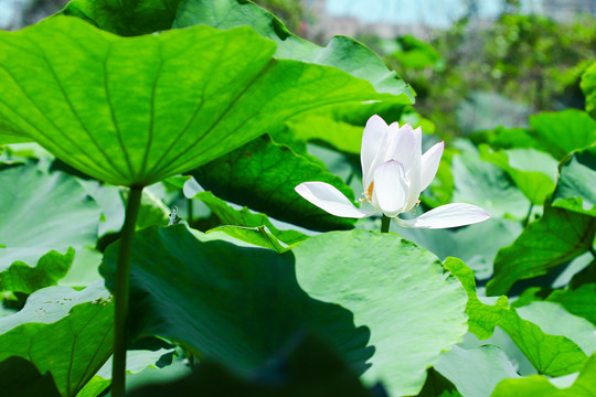 夏日荷花