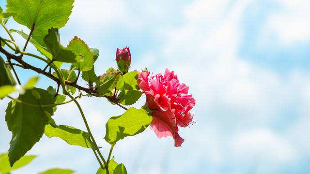 绿叶衬红花夏日朱槿牡丹