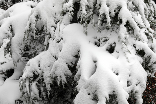 树上积雪