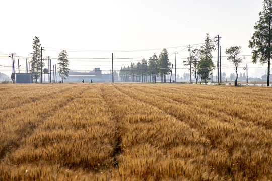 小麦地