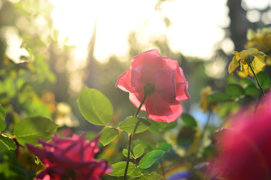 红色月季花