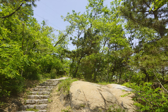 青岛植物园岩石园