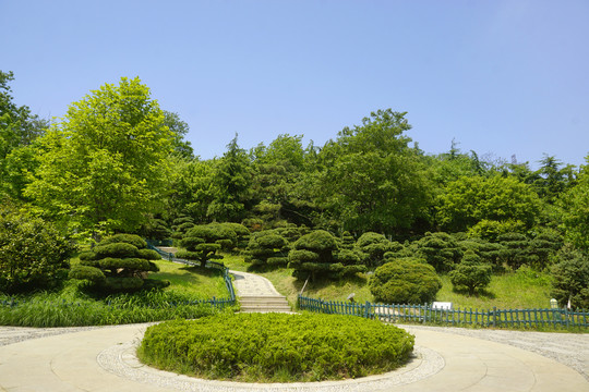 青岛植物园的日本五针松