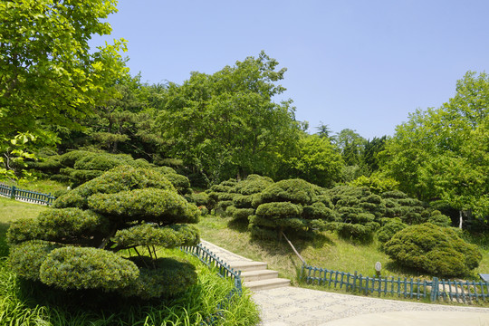 青岛植物园的五针松