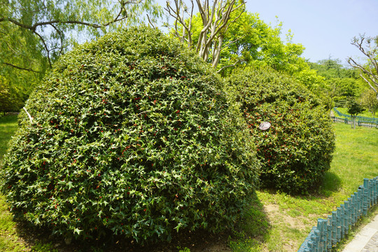 园林植物枸骨球