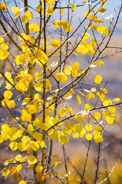 秋季金黄色树叶